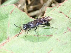 Allantus luctifer