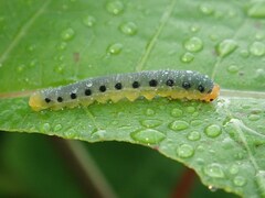 Allantus luctifer