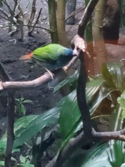 Erythrura trichroa
