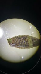 Cerithiidae