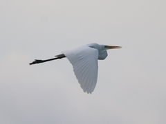 Ardea alba