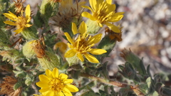 Heterotheca sessiliflora echioides