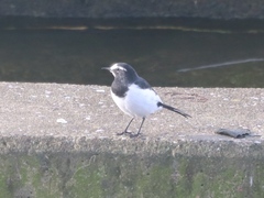 Motacilla grandis
