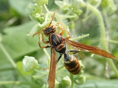 Polistes jokahamae