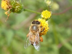 Apis mellifera