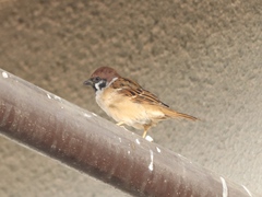 Passer montanus saturatus