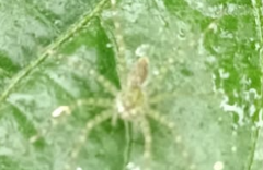 Thaumasia