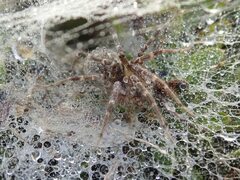 Allagelena opulenta