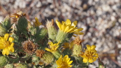 Heterotheca sessiliflora echioides