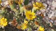 Heterotheca sessiliflora echioides