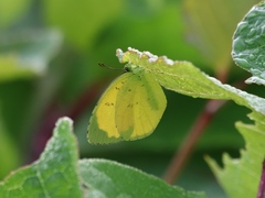 Eurema mandarina