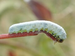 Monophadnus nigriceps