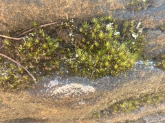 Campylopus introflexus