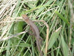 Takydromus tachydromoides