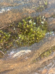 Campylopus introflexus