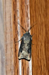 Agrotis ipsilon