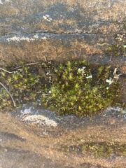 Campylopus introflexus