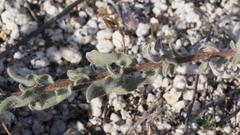 Heterotheca sessiliflora echioides