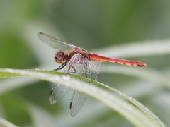 Sympetrum frequens