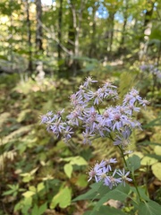 Symphyotrichum shortii