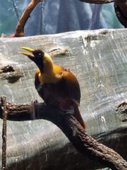 Paradisaea rubra