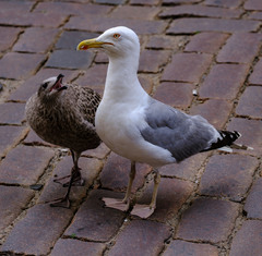 Larus argentatus