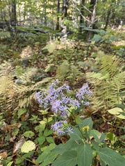 Symphyotrichum shortii