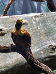 Paradisaea rubra