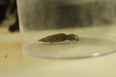 Orthostethus infuscatus