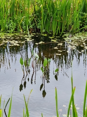 Alisma plantago-aquatica