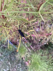 Tragidion coquus