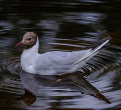Chroicocephalus ridibundus
