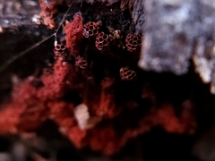 Metatrichia vesparium