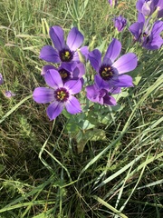 Eustoma russellianum