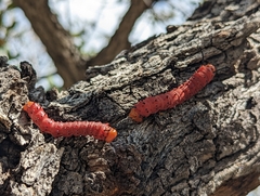 Anisota oslari