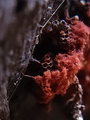 Metatrichia vesparium