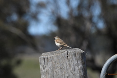 Anthus australis
