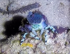 Cyclocoeloma tuberculatum