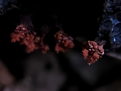 Metatrichia vesparium