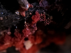 Metatrichia vesparium