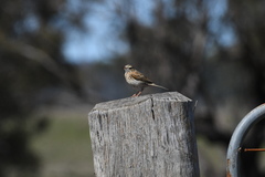 Anthus australis