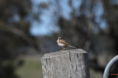Anthus australis
