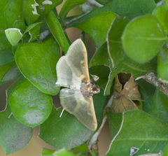 Apilocrocis brumalis