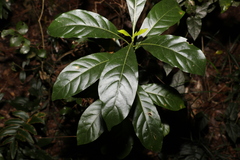 Pavetta australiensis