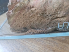 Elgaria multicarinata multicarinata