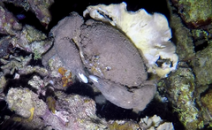 Dromidiopsis