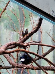 Scissirostrum dubium