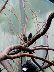 Scissirostrum dubium