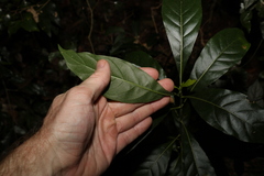 Pavetta australiensis