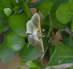 Apilocrocis brumalis